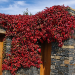 Pavinič päťlistý (Parthenocissus Quinquefolia) ´ENGELMANNI´ - výška 60-80 cm, kont. C3L